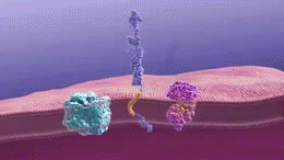 Alzheimer's beta-amyloid plaque formation. (Courtesy of National Institute on Aging, Public domain, via Wikimedia Commons)