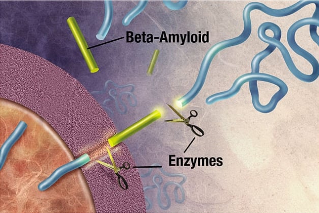 Formation of Beta-amyloid plaque in Alzheimer's
