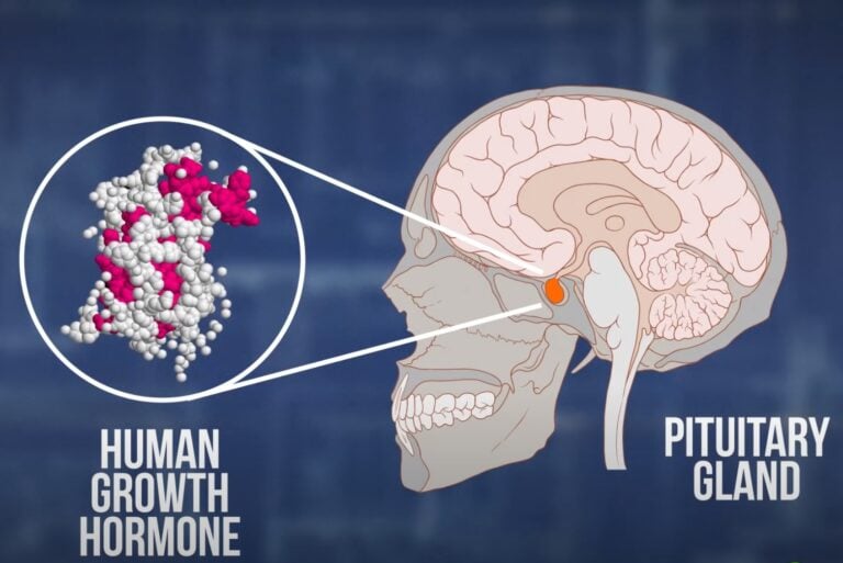 Human Growth Hormone Molecule alongside Human Brain, Pituitary Gland Highlighted