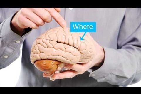 Model of the brain