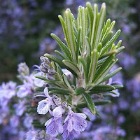 Rosemary helps Alzheimer's & dementia naturally Rosemary