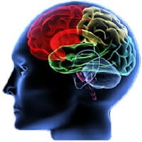 Alzheimer's and dementia affect the brain Brain