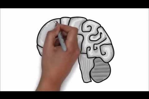 Drawing of a brain