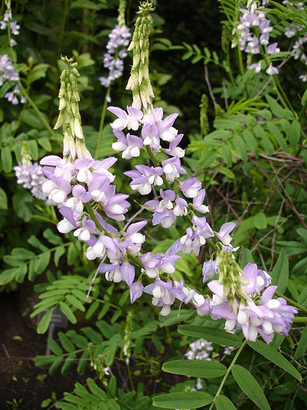 French lilac or goat's rue (Galega officinalis) French lilac or goat's rue (Galega officinalis)