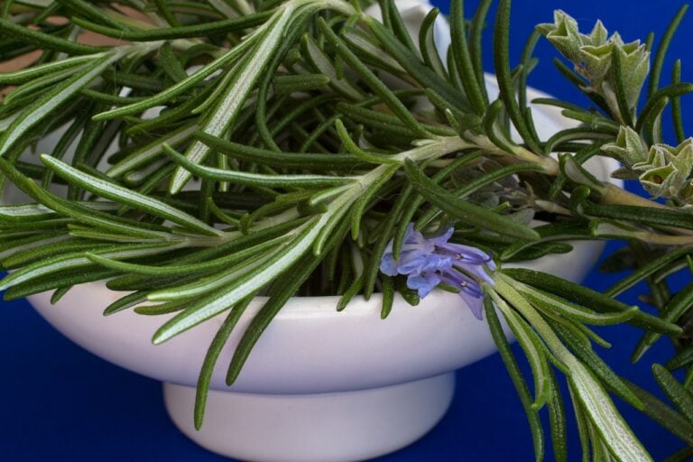 rosemary, culinary herbs, herbs