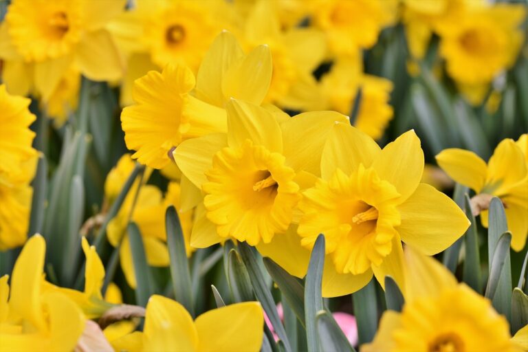 daffodil, blossom, bloom