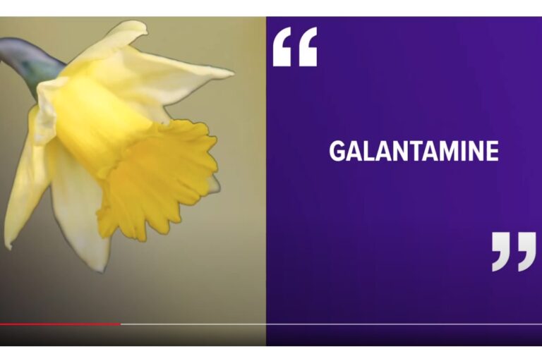 Galantamine from daffodils
