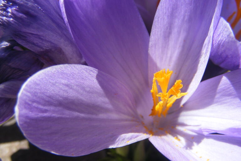 Saffron flower