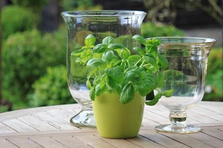 basil, herbs, green