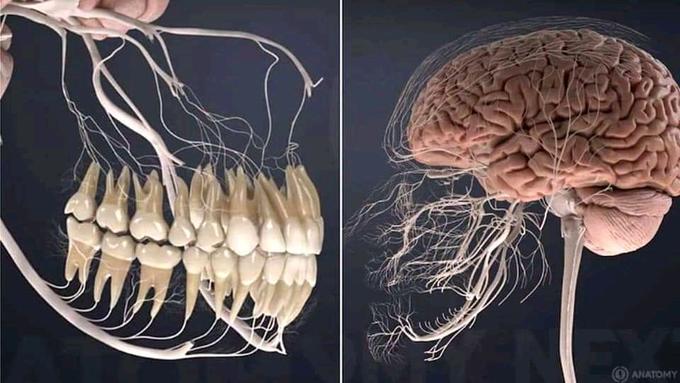 Anatomy of the brain and teeth. (Courtesy: ANATOMY)