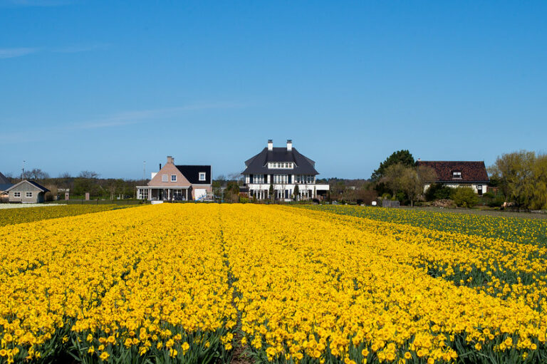 Daffodil Field