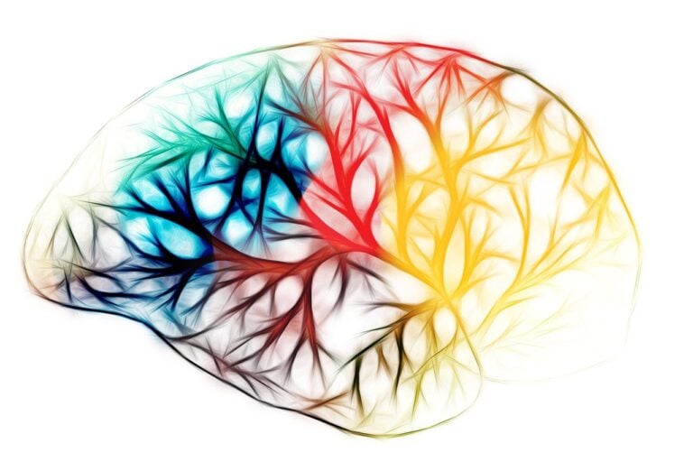 brain, biology, abstract, cerebrum, science, anatomy, grey matter, brain, brain, brain, brain, brain