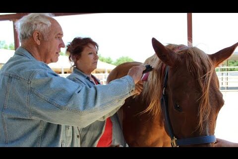 Man with dementia and lady caring for horse