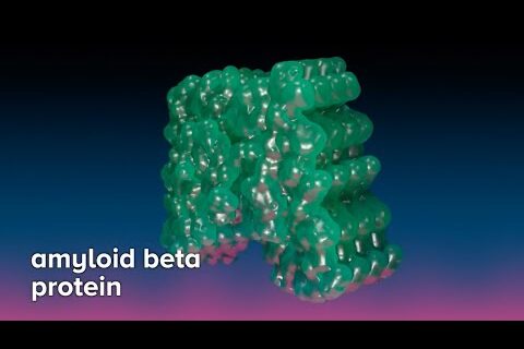 Amyloid beta protein