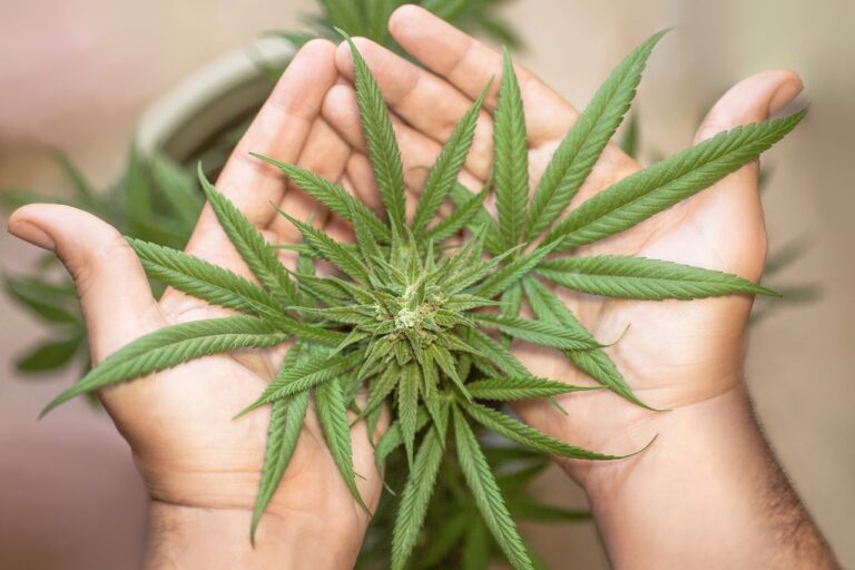 marijuana leaf, cannabis leaf, cannabis leaves, weed leaf, pot leaf, marijuana leaves, weed leaves, marijuana leaf, marijuana leaf, marijuana leaf, marijuana leaf, marijuana leaf, cannabis leaf, cannabis leaf, cannabis leaf, cannabis leaves, cannabis leaves, weed leaf, weed leaf, weed leaf, weed leaf, weed leaf