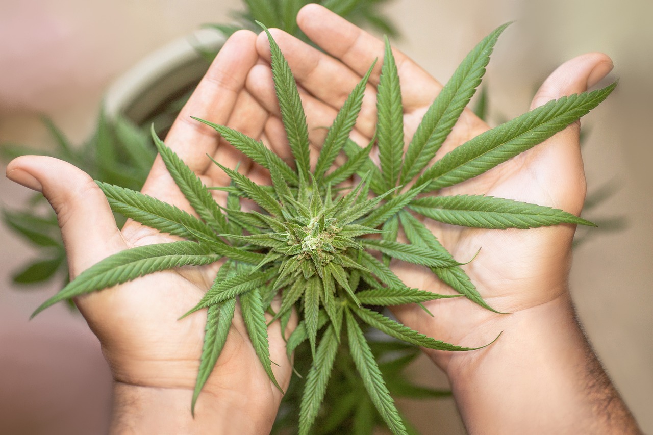 marijuana leaf, cannabis leaf, cannabis leaves, weed leaf, pot leaf, marijuana leaves, weed leaves, marijuana leaf, marijuana leaf, marijuana leaf, marijuana leaf, marijuana leaf, cannabis leaf, cannabis leaf, cannabis leaf, cannabis leaves, cannabis leaves, weed leaf, weed leaf, weed leaf, weed leaf, weed leaf